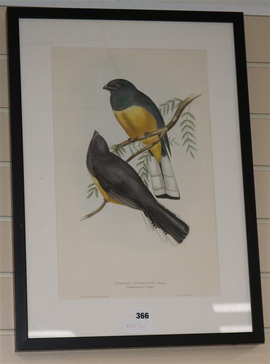 Hullmandel after Gould, coloured lithograph, Lemon Breasted Trogon, 45 x 28cm